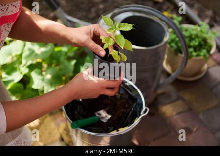 Nahaufnahme der Hände einer Landwirtin, Amateurgärtnerin, die fruchtbare schwarze Erde in einen Topf rammt, bei der ersten Transplantation von Pfeffersamen Stockfoto