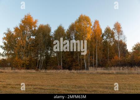 Gelbe Baumkronen, die von der Morgensonne beleuchtet werden. Stockfoto