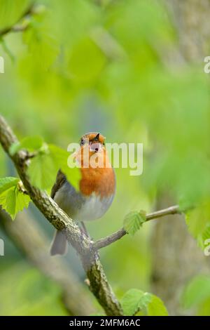 Robin (Erithacus rubecula), männlicher Gesang vom Steg im Elderbusch (Sambucus nigra) im Frühling, Edinburgh City Park, Schottland, Mai 2018 Stockfoto