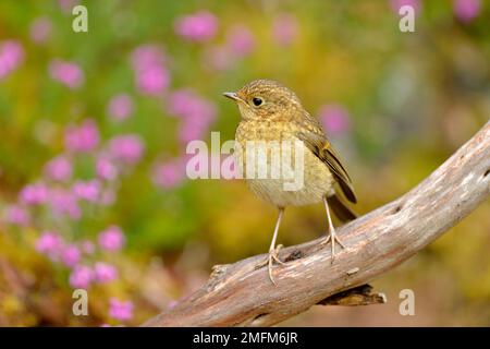 Robin (Erithacus rubecula) Jungfräulein hoch oben auf einem Zweig in Birkenholz mit unscharfen Blüten von Kreuzheide im Hintergrund, Schottland Stockfoto