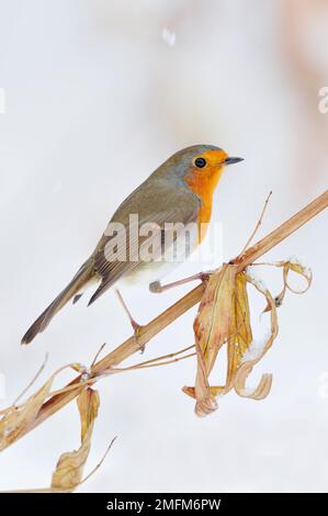 Robin (Erithacus rubecula), hoch oben auf einem toten Stamm von lila Loosestrife (Lythrum salicaria), der um den Gartenteich in Berwickshire, Schottland, Dezember wächst Stockfoto