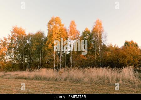 Gelbe Baumkronen, die von der Morgensonne beleuchtet werden. Stockfoto