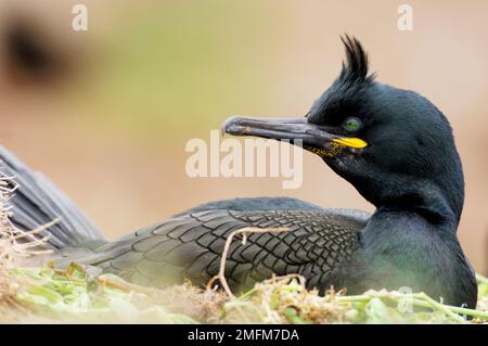 Shag (Phalacrocorax aristotelis) adulte Bruteier, Staple Island, Farne Islands, Northumberland, England, Juni 2007 Stockfoto