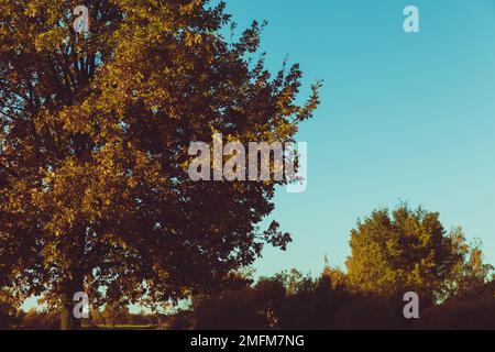 Gelbe Baumkronen, die von der Morgensonne beleuchtet werden. Herbstlandschaft. Stockfoto