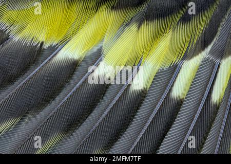 Siskin (Carduelis spinus), Details zu Federn an totem Vogel, gefunden in der Nähe der Fütterungsstation in einem Garten, Inverness-shire, Schottland, Mai 2010 Stockfoto