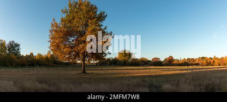 Eine große Eiche mit Herbstblättern, isoliert auf einer Lichtung im Wald. Landschaftspanorama. Morgenlicht. Stockfoto