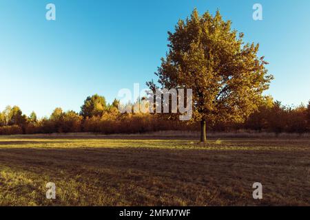Einsame junge Eiche im Herbst Stockfoto