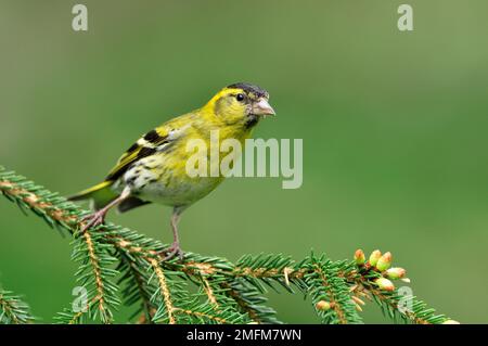 Siskin (Carduelis spinus) männlicher Vogel auf Fichtenzweig in der Forstplantage, Inverness-shire, Schottland, Mai 2010 Stockfoto