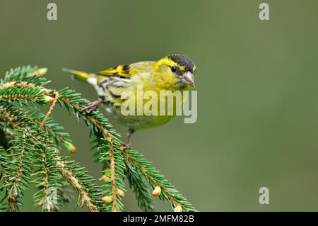 Siskin (Carduelis spinus) männlicher Vogel auf Fichtenzweig in der Forstplantage, Inverness-shire, Schottland, Mai 2010 Stockfoto
