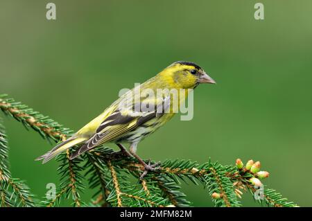 Siskin (Carduelis spinus) männlicher Vogel auf Fichtenzweig in der Forstplantage, Inverness-shire, Schottland, Mai 2010 Stockfoto