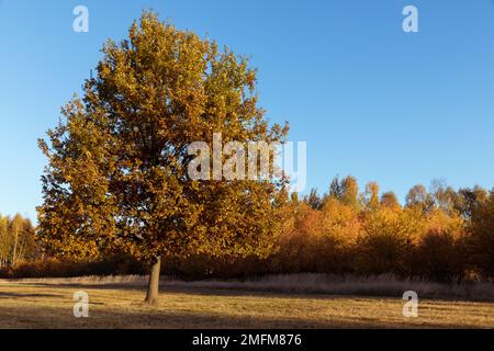 Einsame junge Eiche im Herbst Stockfoto