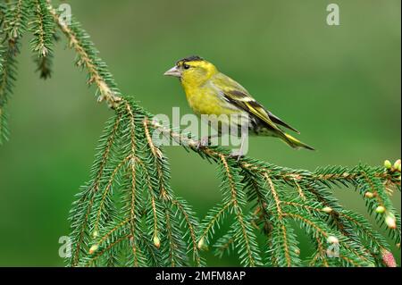 Siskin (Carduelis spinus) männlicher Vogel auf Fichtenzweig in der Forstplantage, Inverness-shire, Schottland, Mai 2010 Stockfoto
