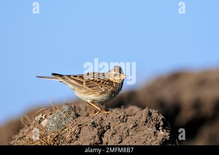 Skylark (Alauda arvensis) hoch oben auf einem Erdklumpen am Rande eines Ackerfeldes, Berwickshire, schottische Grenzen, Schottland, Mai 2009 Stockfoto