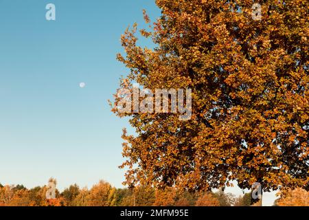 Gelbe Baumkronen, die von der Morgensonne beleuchtet werden. Herbstlandschaft. Stockfoto