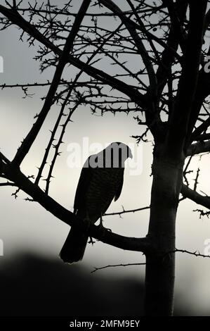 Sperber-Silhouette (Accipiter nisus) von Vögeln, die im Winter in Weißdorn-Hecke hoch oben stehen, Berwickshire, Schottische Grenzen, Schottland, November 2010 Stockfoto