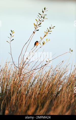 Stonechat (Saxicola torquata) männlich, hoch oben auf Ziegenweidenschabe am Moorland loch, Berwickshire, Scottish Borders, Schottland, Oktober 2019 Stockfoto