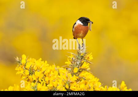 Stonechat (Saxicola torquata) männlicher Vogel auf Aussichtsplattform auf Gorse, der Raupenbeute zum Nest transportiert, St. Abbs Head National Nature Reserve, Schottland Stockfoto
