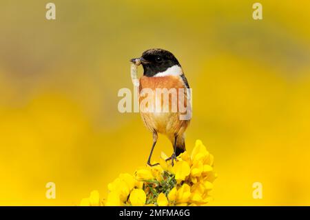 Stonechat (Saxicola torquata) männlicher Vogel auf Aussichtsturm auf Gorse, der Raupenbeute zum Nest transportiert, Berwickshire, Schottland, April 2009 Stockfoto