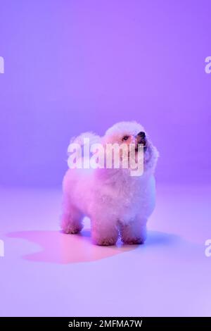 Porträt des flauschigen, charmanten Hundes bichon Frize, der über lila Hintergrund in Neonlichtfilter schaut. Hund vor der Pflege. Freund, Liebe, Fürsorge und Stockfoto