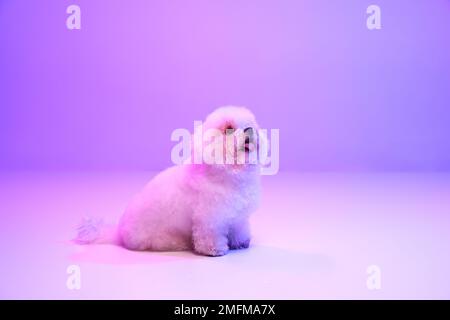 Porträt des flauschigen, charmanten Hundes bichon Frize, der über lila Hintergrund in Neonlichtfilter posiert. Hund vor der Pflege. Freund, Liebe, Fürsorge und Stockfoto