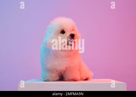 Porträt des flauschigen, charmanten Hundes bichon Frize, der über lila Hintergrund in Neonlichtfilter posiert. Hund vor der Pflege. Freund, Liebe, Fürsorge und Stockfoto
