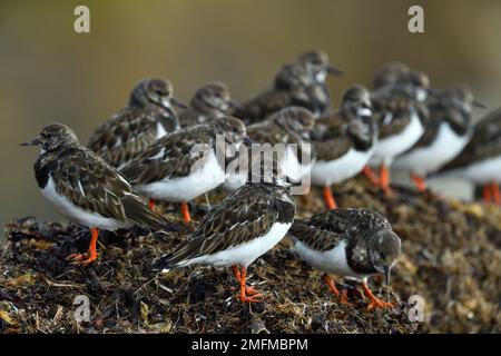 Turnstone (Arenaria interpres) Herde von Vögeln, die bei Flut von Fellen auf einem Hügel von Algen, die über der Fadenlinie gegossen werden, Northumberland, England, März Stockfoto