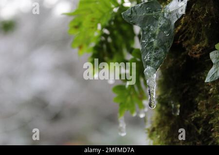 Kleiner Eiszapfen auf Efeu-Blatt mit Kopierraum. Eisgrüner Winterhintergrund mit Textbereich Stockfoto