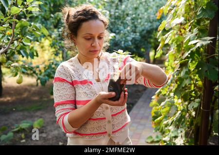 Nahaufnahme einer Gärtnerin Amateurin mit einem Topf an den ersten transplantierten Pfefferkeimlingen. Der Begriff des Anbaus von Bio-Gemüse f Stockfoto