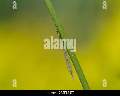 Neu aufgetauchte Azure Damselfly auf Flag Iris Drying Out Stockfoto