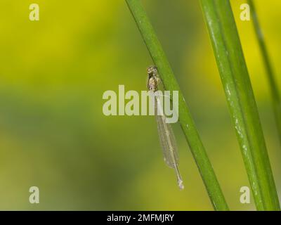 Neu aufgetauchte Azure Damselfly auf Flag Iris Drying Out Stockfoto