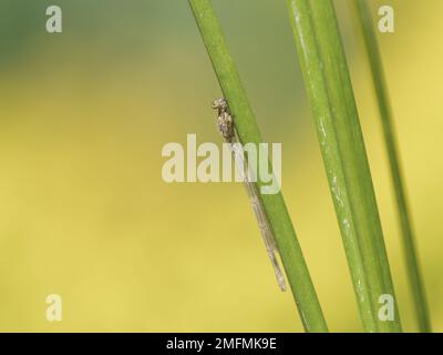 Neu aufgetauchte Azure Damselfly auf Flag Iris Drying Out Stockfoto