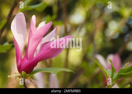 Rosafarbene Blüten auf unscharfem grünen Naturhintergrund mit abstraktem sonnigen Bokeh-Licht Stockfoto