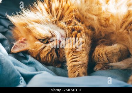 Rote pelzige Katze, die sich auf dem Sofa in den Sonnenstrahlen entspannen kann Stockfoto