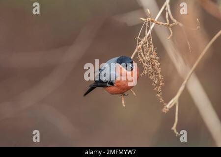 Bullfink, Pyrrhula Pyrrhula, männlich, hoch oben auf einem Ast im Frühling, dicht in einem Wald Stockfoto