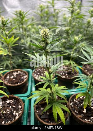 Eine vertikale Aufnahme von Cannabispflanzen mit grünen Blättern auf Blumentöpfen in einem medizinischen Gewächshaus Stockfoto