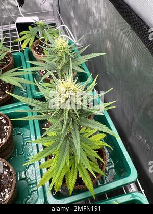 Ein vertikaler Schuss grüner Cannabispflanzen in grünen Behältern, Konzept der Medizin Stockfoto