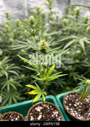 Eine vertikale Aufnahme einer blühenden Cannabispflanze in einem Blumentopf vor dem isolierten Hintergrund Stockfoto