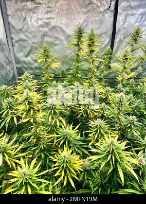 Eine vertikale Aufnahme vieler medizinischer Marihuana-Pflanzen mit grünen und gelben Blättern in einem Gewächshaus Stockfoto
