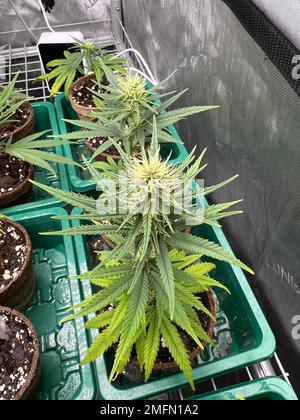 Ein vertikaler Hochwinkelschuss von Cannabispflanzen in Blumentöpfen in grünen Behältern Stockfoto