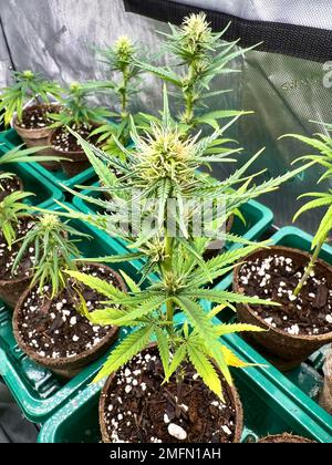 Ein vertikaler Schuss medizinischer Marihuana-Pflanzen in grünen Behältern, Konzept der Medizin Stockfoto