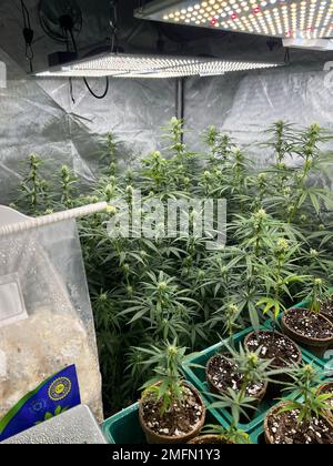 Eine vertikale Aufnahme von medizinischen Cannabispflanzen in einem Gewächshaus und führte Lichter darüber Stockfoto