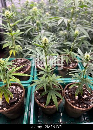 Ein vertikaler Hochwinkelschuss von Blumentöpfen blühender Cannabispflanzen, die in der Medizin verwendet werden Stockfoto