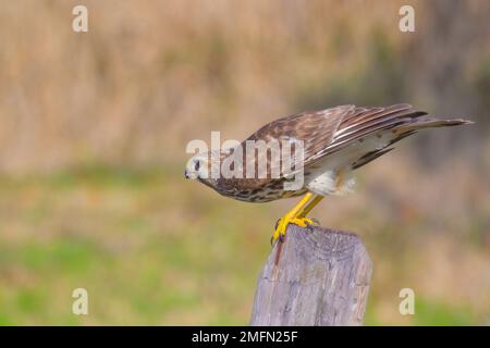 Juvenile Red Shoulded Hawk startet vom Zaunpfahl Stockfoto