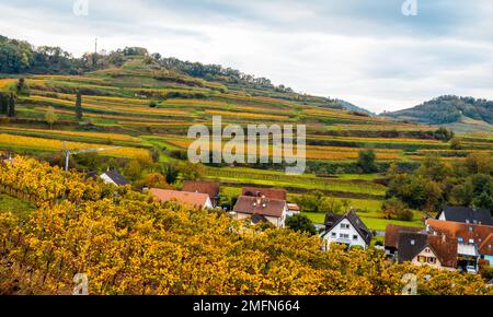 Herbstfarbene Weinberge im Kaiserstuhl Deutschland Stockfoto