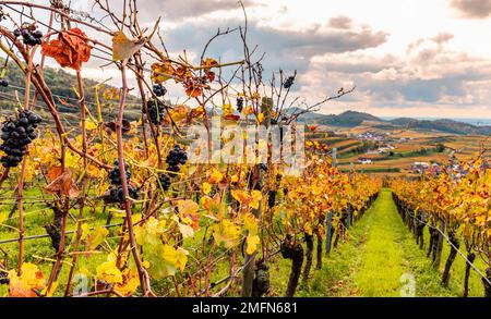 Herbstfarbene Weinberge im Kaiserstuhl Deutschland Stockfoto