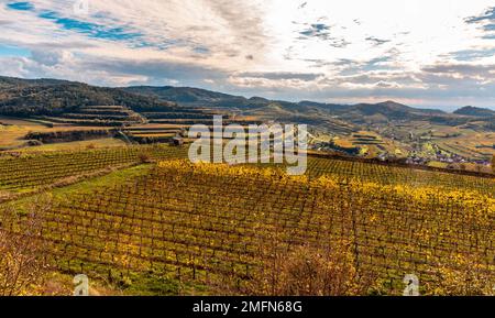 Herbstfarbene Weinberge im Kaiserstuhl Deutschland Stockfoto
