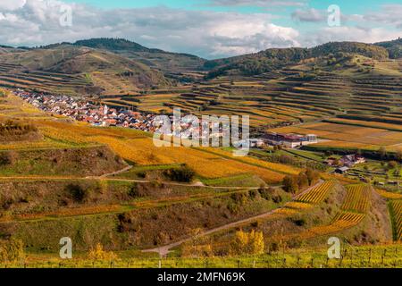 Herbstfarbene Weinberge im Kaiserstuhl Deutschland Stockfoto
