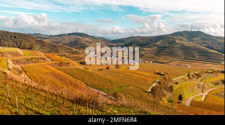 Herbstfarbene Weinberge im Kaiserstuhl Deutschland Stockfoto