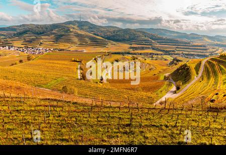 Herbstfarbene Weinberge im Kaiserstuhl Deutschland Stockfoto