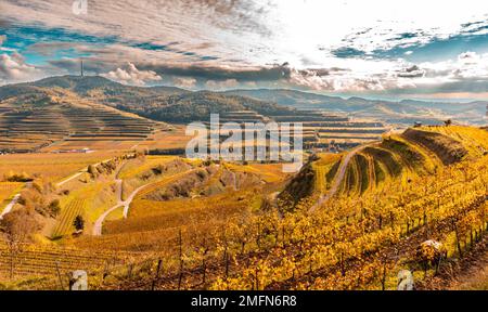 Herbstfarbene Weinberge im Kaiserstuhl Deutschland Stockfoto